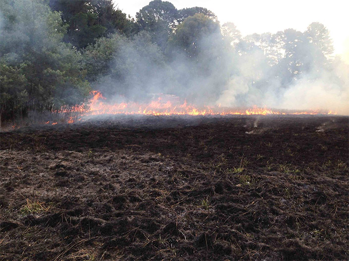 buffalo-grass-burn3