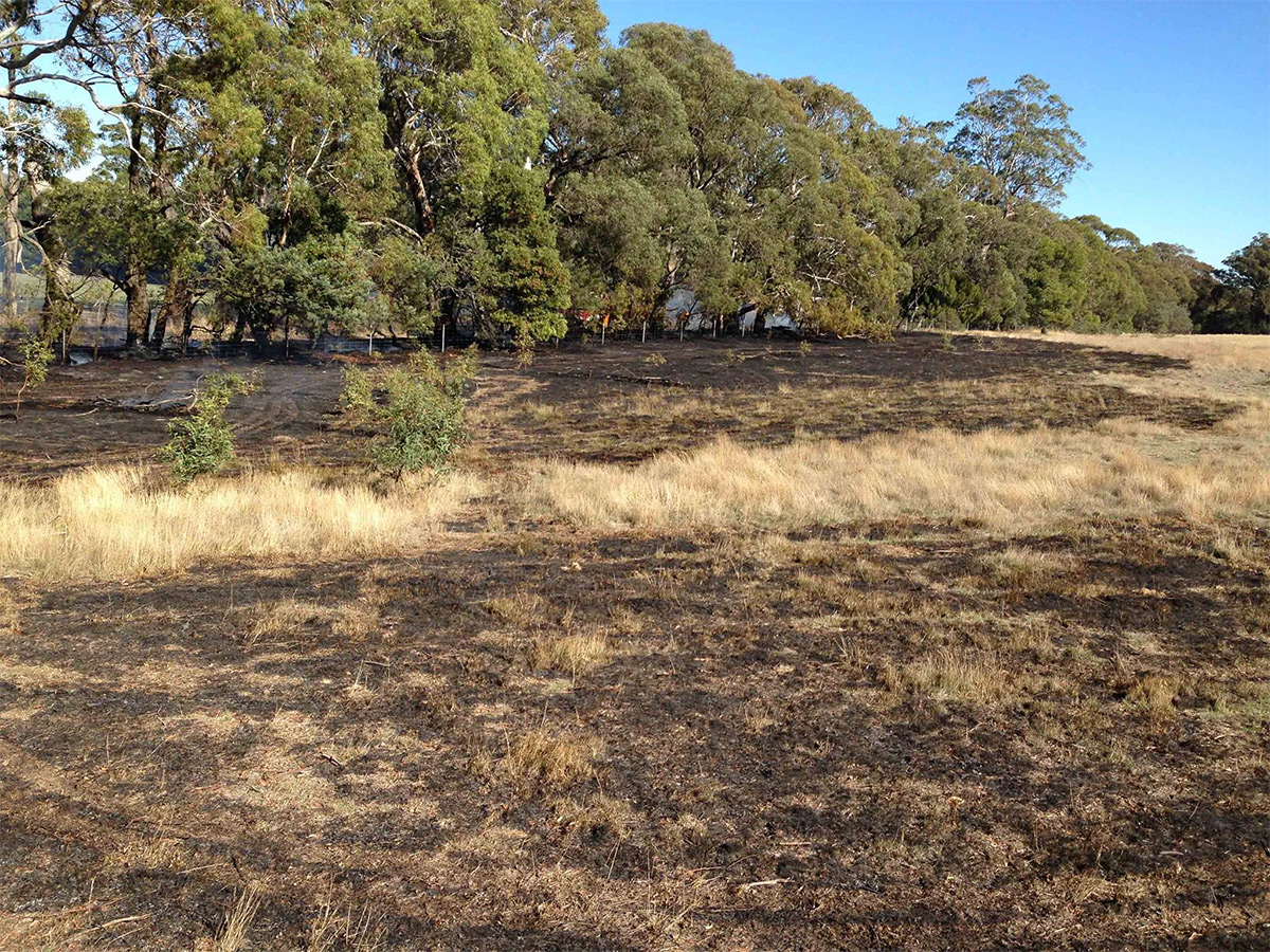 Grass and scrub fire in Newham